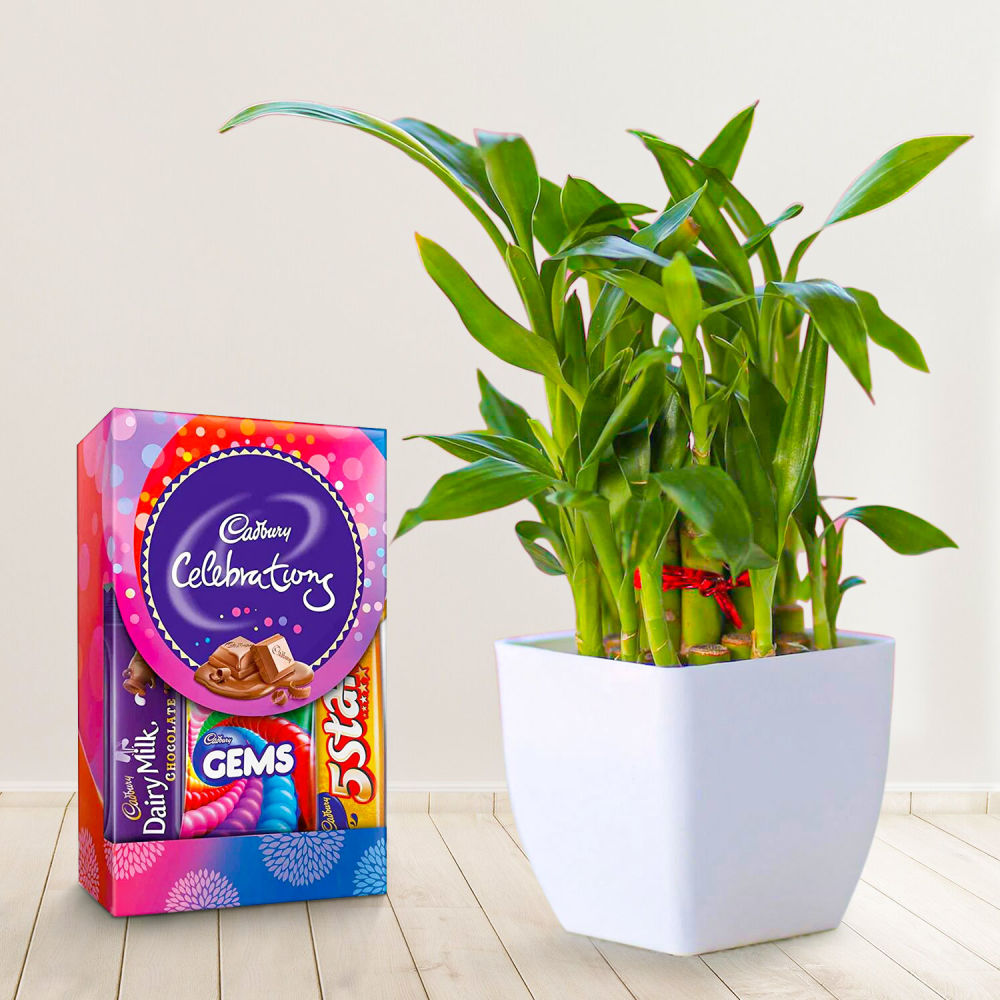 58321_lucky-bamboo-with-small-cadbury-pack