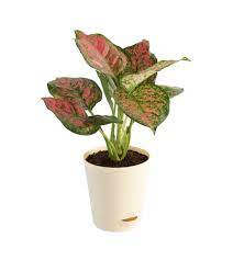 Beautiful Aglaonema