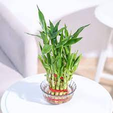 Double Layer Lucky Bamboo Plant