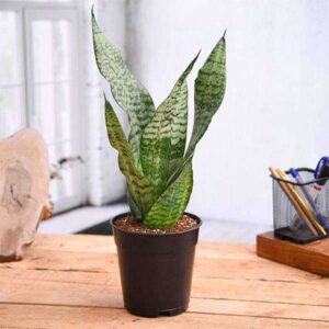 Precious Snake Plant