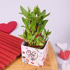 Lucky Love Bamboo Plant