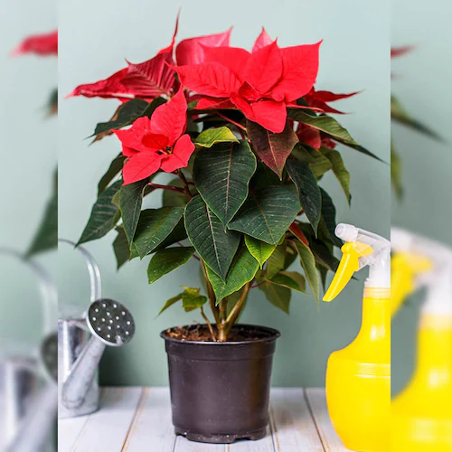 Natural Poinsettia Plant