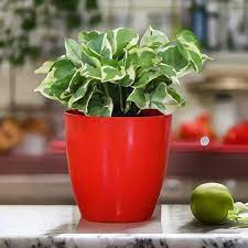 Pothos Plant In Red Pot