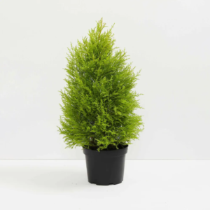 Cypress Golden Plant