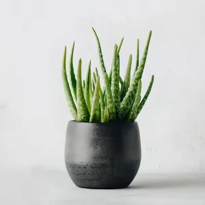 Magical Aloe Vera Plant