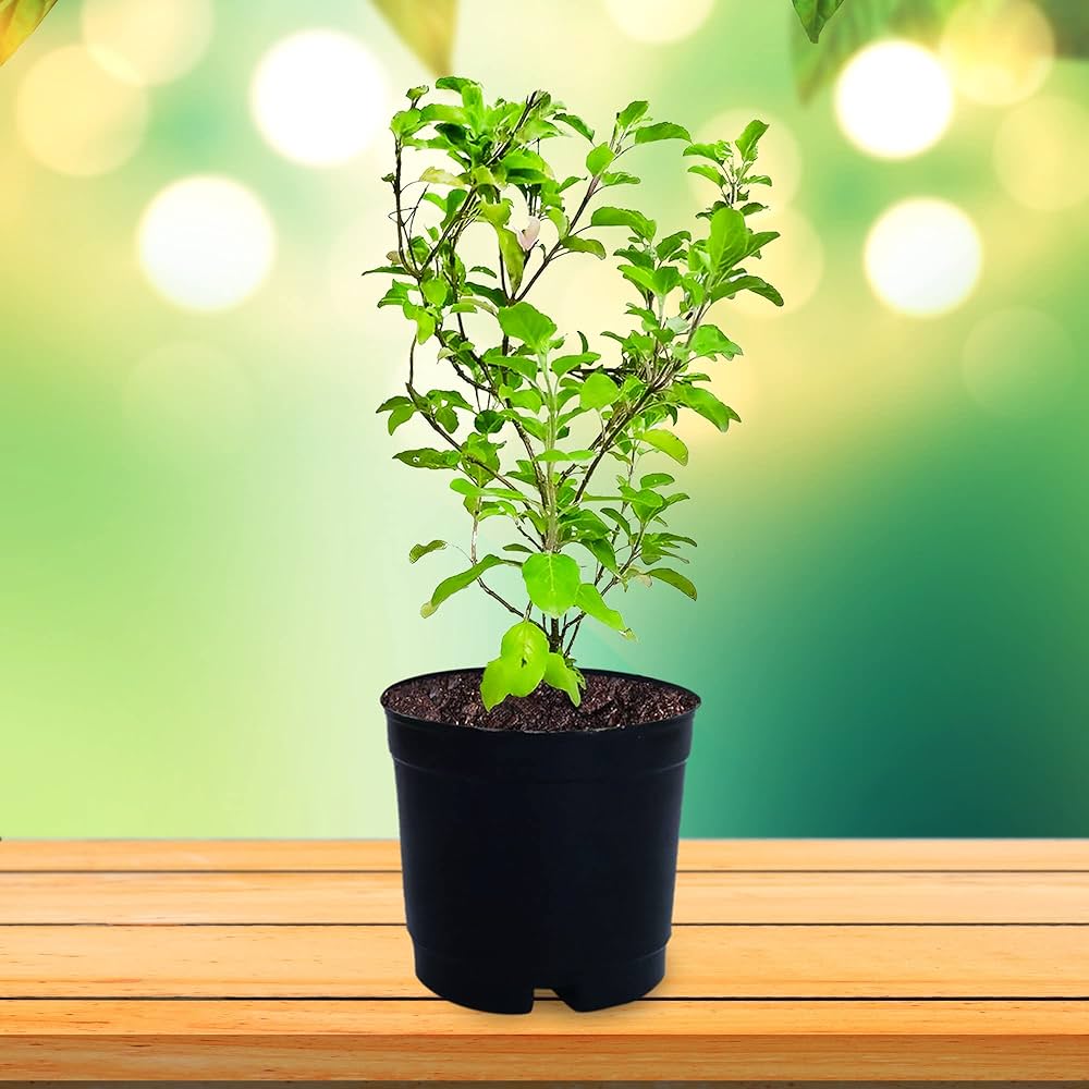 tulsi plant