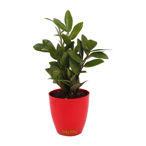 zz-plant-red-plastic-pot-500x500